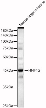 Rabbit anti-HNF4G Polyclonal Antibody