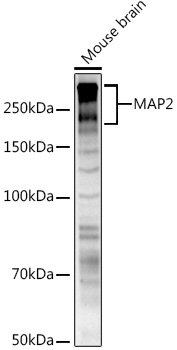 Rabbit anti-MAP2 Polyclonal Antibody