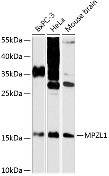 Rabbit anti-MPZL1 Polyclonal Antibody
