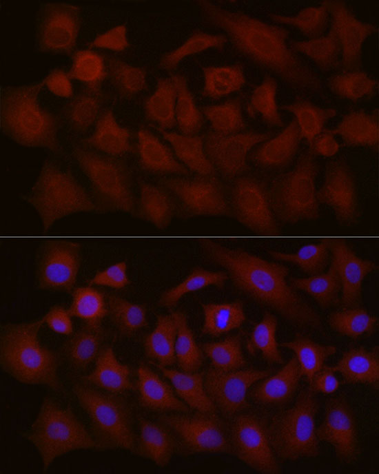 Rabbit anti-NTF4 Polyclonal Antibody