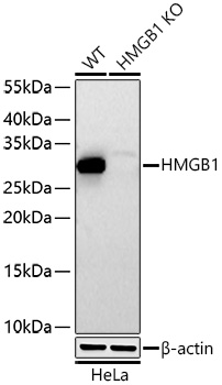 Rabbit anti-HMGB1 Polyclonal Antibody
