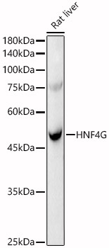 Rabbit anti-HNF4G Polyclonal Antibody