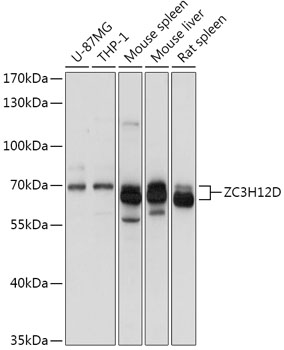 Rabbit anti-ZC3H12D Polyclonal Antibody