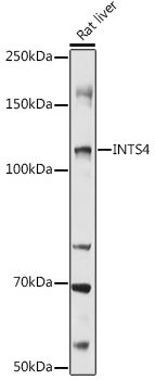 Rabbit anti-INTS4 Polyclonal Antibody