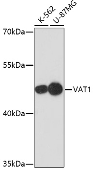 Rabbit anti-VAT1 Polyclonal Antibody