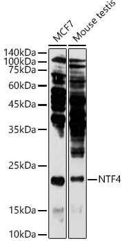 Rabbit anti-NTF4 Polyclonal Antibody