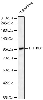 Rabbit anti-DHTKD1 Polyclonal Antibody