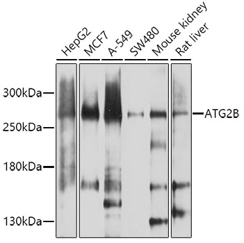 Rabbit anti-ATG2B Polyclonal Antibody