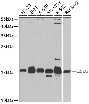 Rabbit anti-CISD2 Polyclonal Antibody