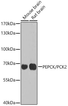 Rabbit anti-PCK2 Polyclonal Antibody