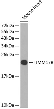 Rabbit anti-TIMM17B Polyclonal Antibody