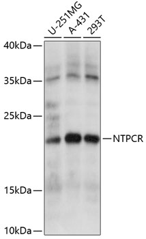 Rabbit anti-NTPCR Polyclonal Antibody