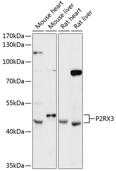 Rabbit anti-P2RX3 Polyclonal Antibody