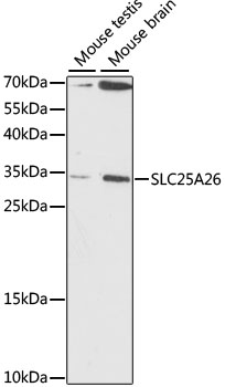 Rabbit anti-SLC25A26 Polyclonal Antibody