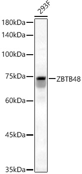 Rabbit anti-ZBTB48 Polyclonal Antibody