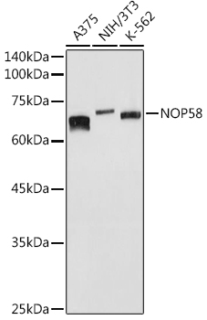 Rabbit anti-NOP58 Polyclonal Antibody
