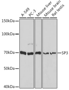 Rabbit anti-SP3 Polyclonal Antibody