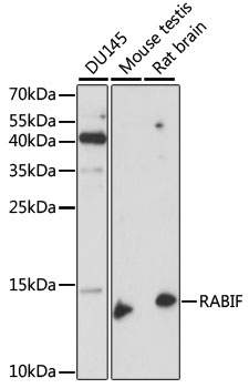 Rabbit anti-RABIF Polyclonal Antibody