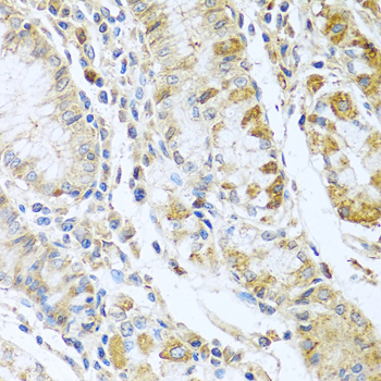 Rabbit anti-RNASE13 Polyclonal Antibody