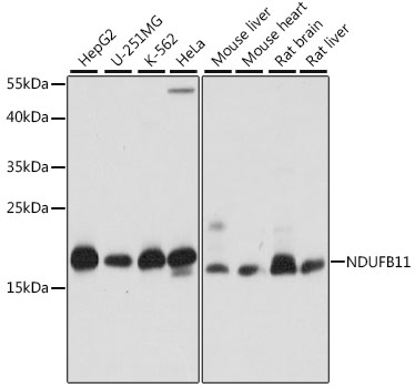 Rabbit anti-NDUFB11 Polyclonal Antibody