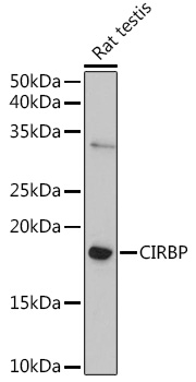 Rabbit anti-CIRBP Polyclonal Antibody