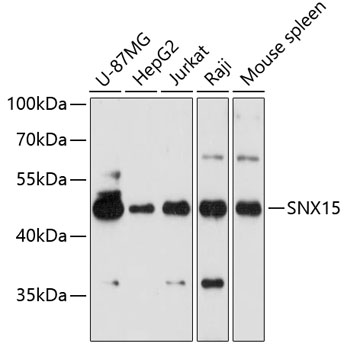 Rabbit anti-SNX15 Polyclonal Antibody
