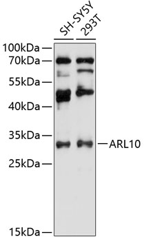 Rabbit anti-ARL10 Polyclonal Antibody