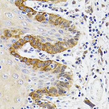 Rabbit anti-ESD Polyclonal Antibody
