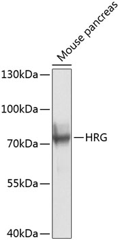 Rabbit anti-HRG Polyclonal Antibody