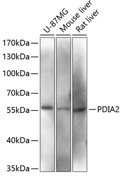Rabbit anti-PDIA2 Polyclonal Antibody