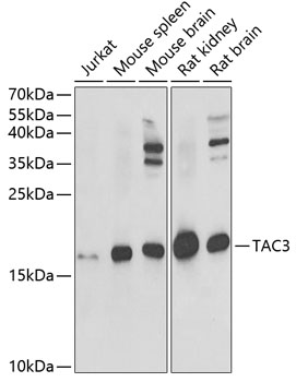 Rabbit anti-TAC3 Polyclonal Antibody