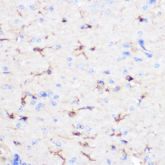 Rabbit anti-GFAP Polyclonal Antibody