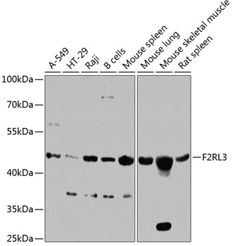 Rabbit anti-F2RL3 Polyclonal Antibody