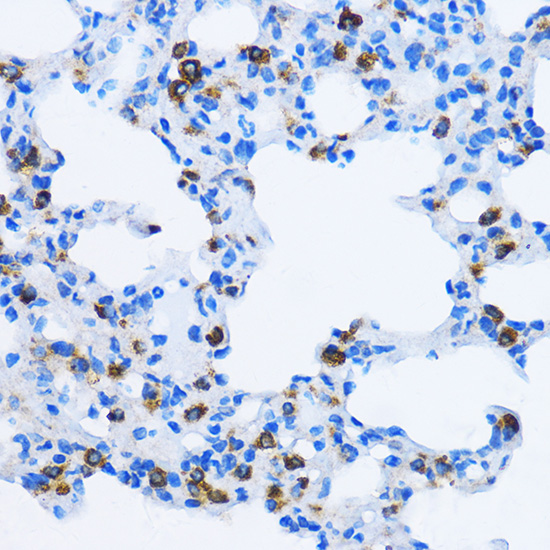 Rabbit anti-EEA1 Polyclonal Antibody
