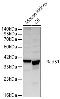 Rabbit anti-RAD51 Polyclonal Antibody