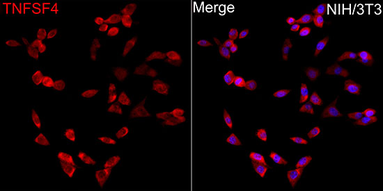 Rabbit anti-OX40L Polyclonal Antibody