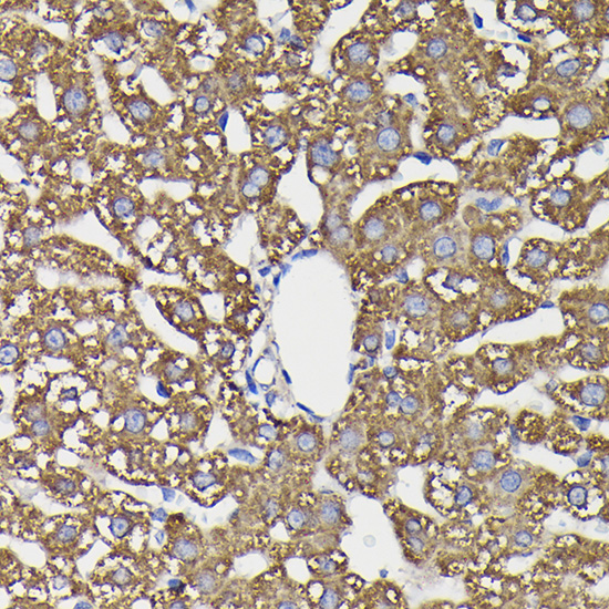 Rabbit anti-MAOB Polyclonal Antibody