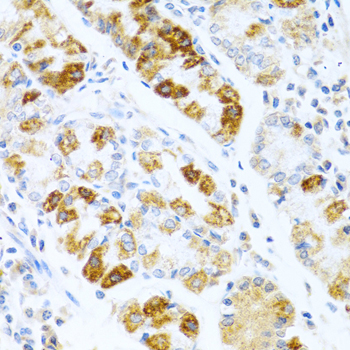 Rabbit anti-BMP3 Polyclonal Antibody