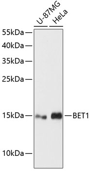 Rabbit anti-BET1 Polyclonal Antibody