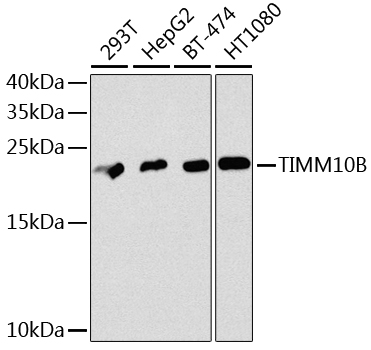 Rabbit anti-TIMM10B Polyclonal Antibody