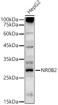 Rabbit anti-NR0B2 Polyclonal Antibody