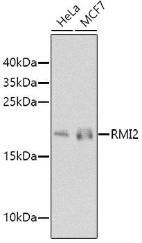 Rabbit anti-RMI2 Polyclonal Antibody