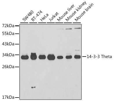 Rabbit anti-YWHAQ Polyclonal Antibody
