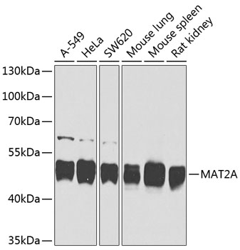 Rabbit anti-MAT2A Polyclonal Antibody