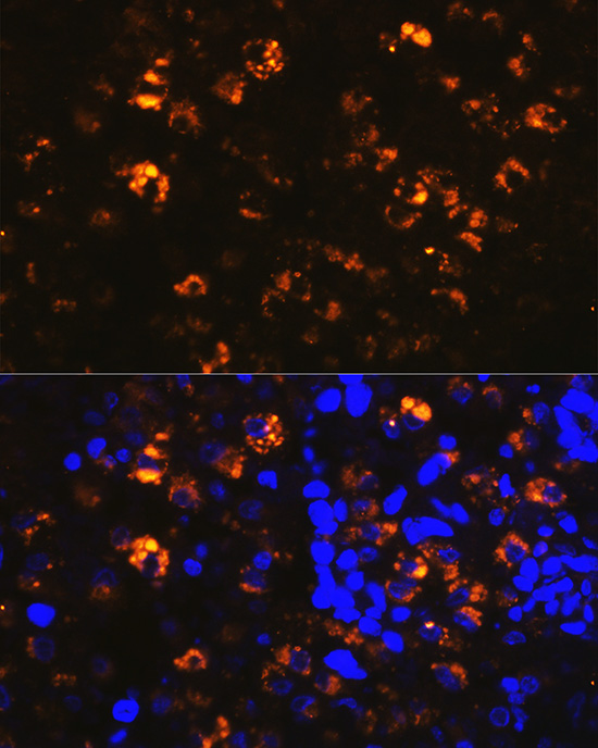 Rabbit anti-NAPSA Polyclonal Antibody