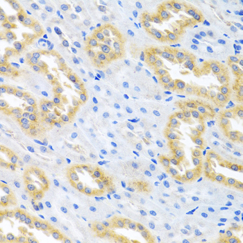 Rabbit anti-BMP3 Polyclonal Antibody