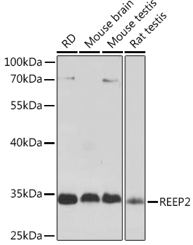 Rabbit anti-REEP2 Polyclonal Antibody