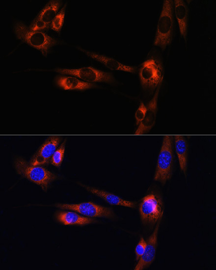 Rabbit anti-ADORA2A Polyclonal Antibody