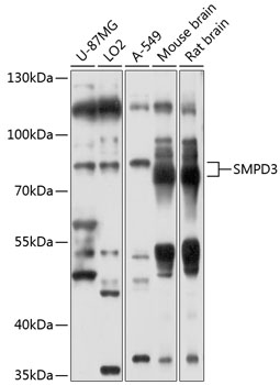 Rabbit anti-SMPD3 Polyclonal Antibody
