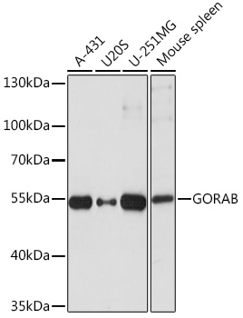 Rabbit anti-GORAB Polyclonal Antibody